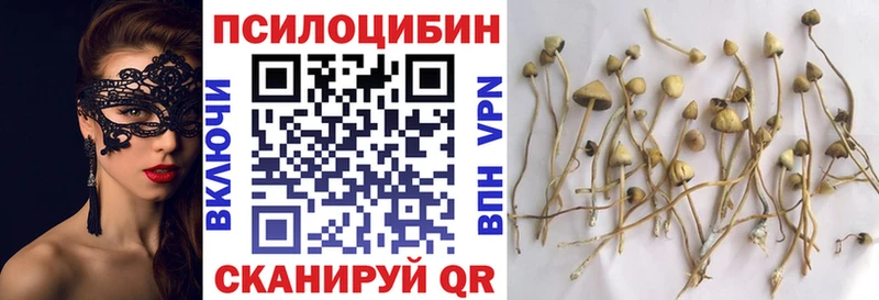 закладки  Чегем  Псилоцибиновые грибы MAGIC MUSHROOMS 